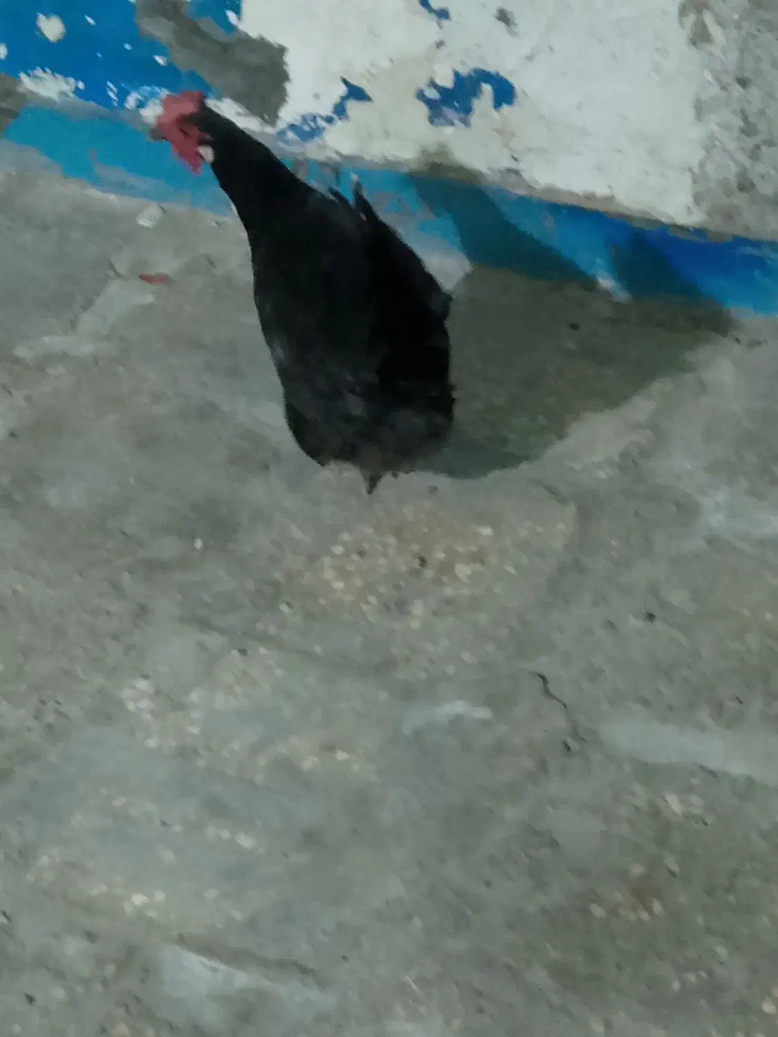 اهواز کوت عبدالله|حیوانات مزرعه|کارون, |دیوار