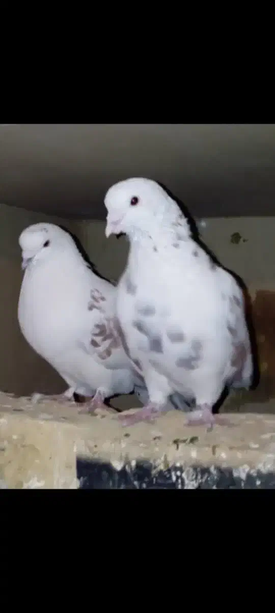 یک جفت پرشی قلمکار عتیقه و یک جفت طوقی خالدار|پرنده|سیرجان, |دیوار