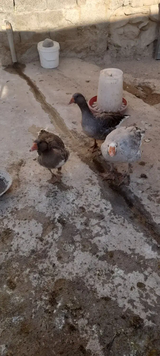 غاز|حیوانات مزرعه|کلیائی, |دیوار