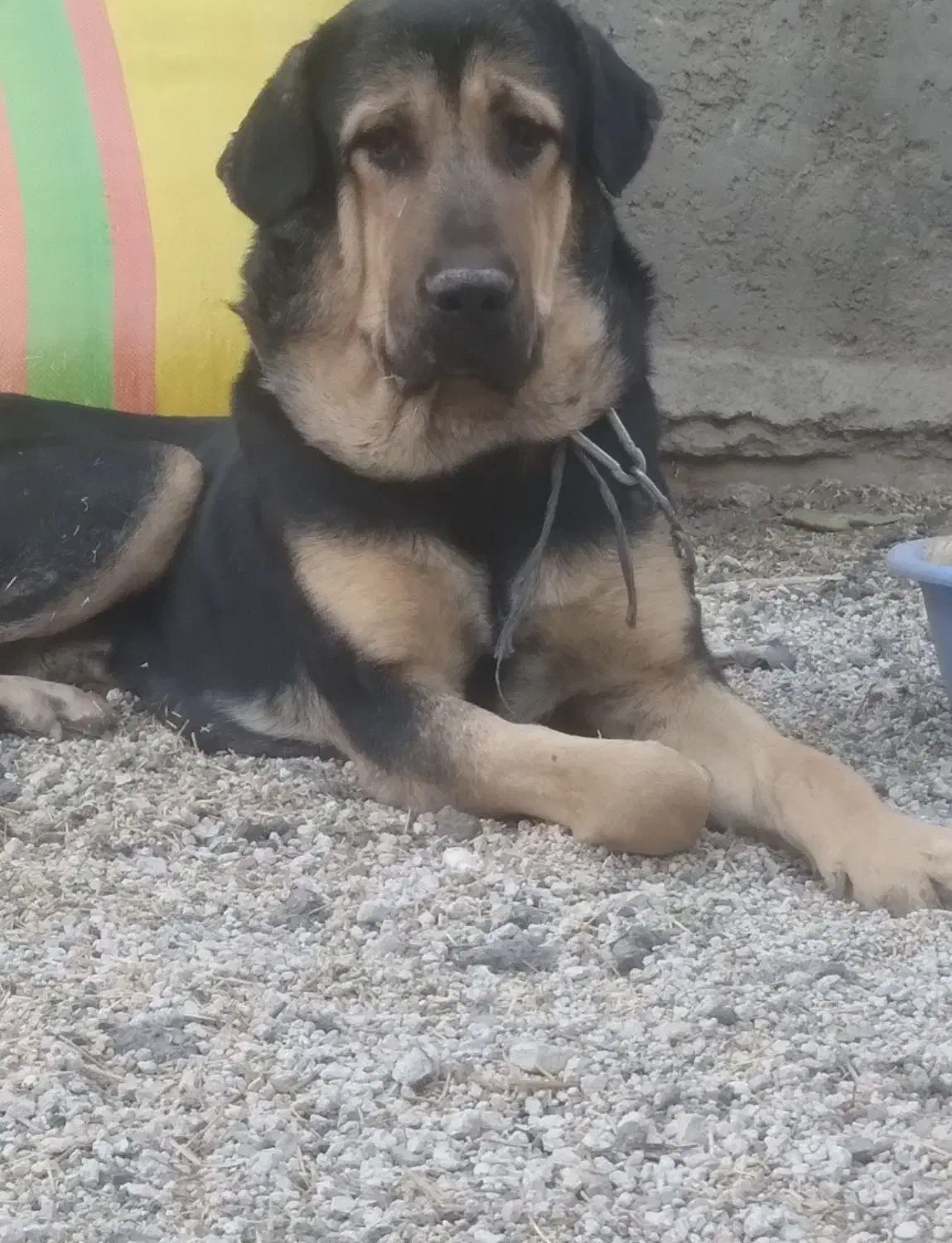 پژدر|سگ|نظر کهریزی, |دیوار