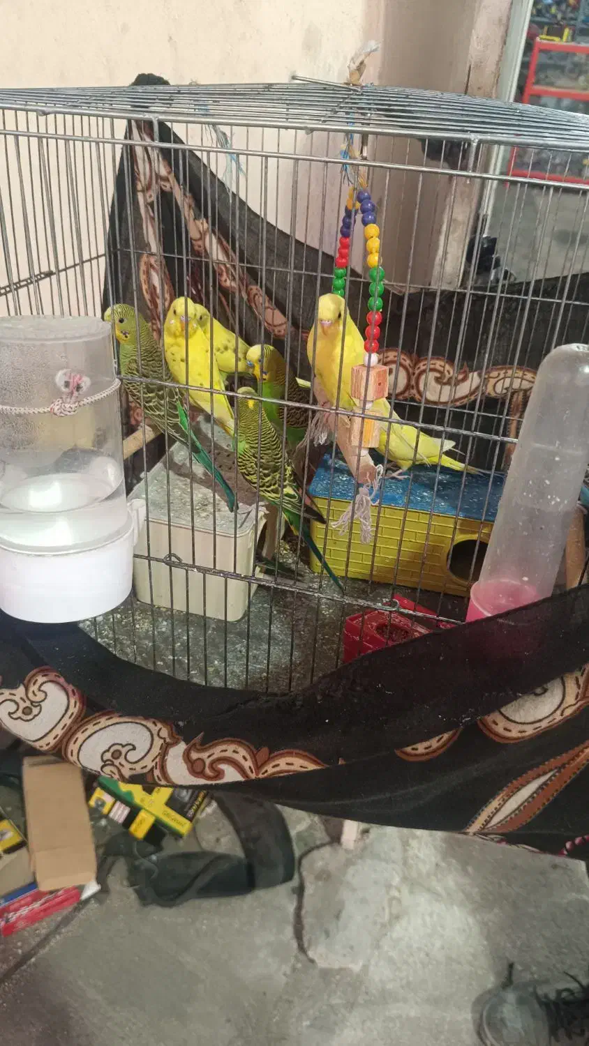 مرغ عشق|پرنده|بندر دیر, |دیوار