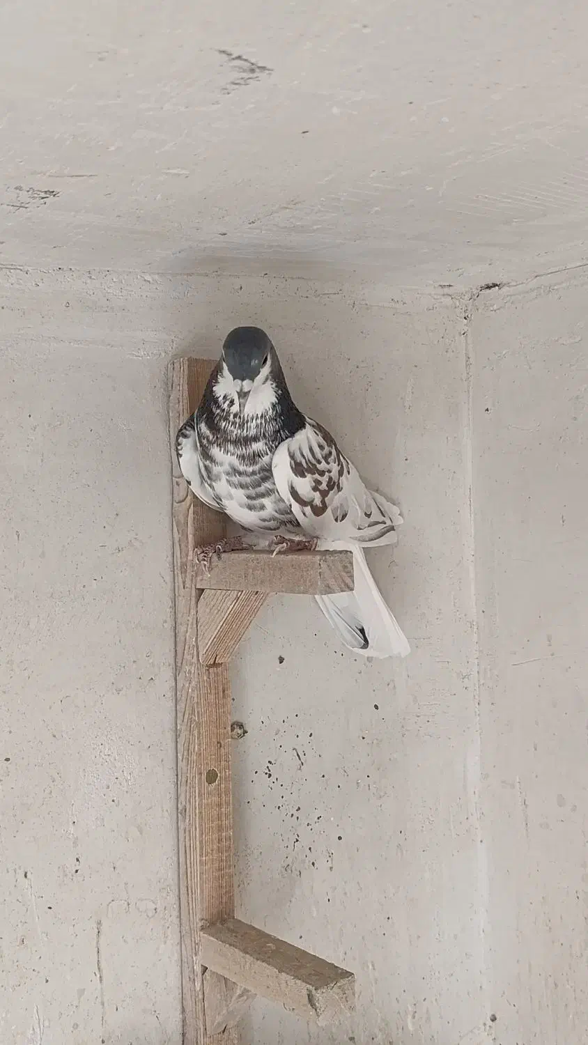 کبوتر شهری|پرنده|شیراز, شهرک کوثر|دیوار