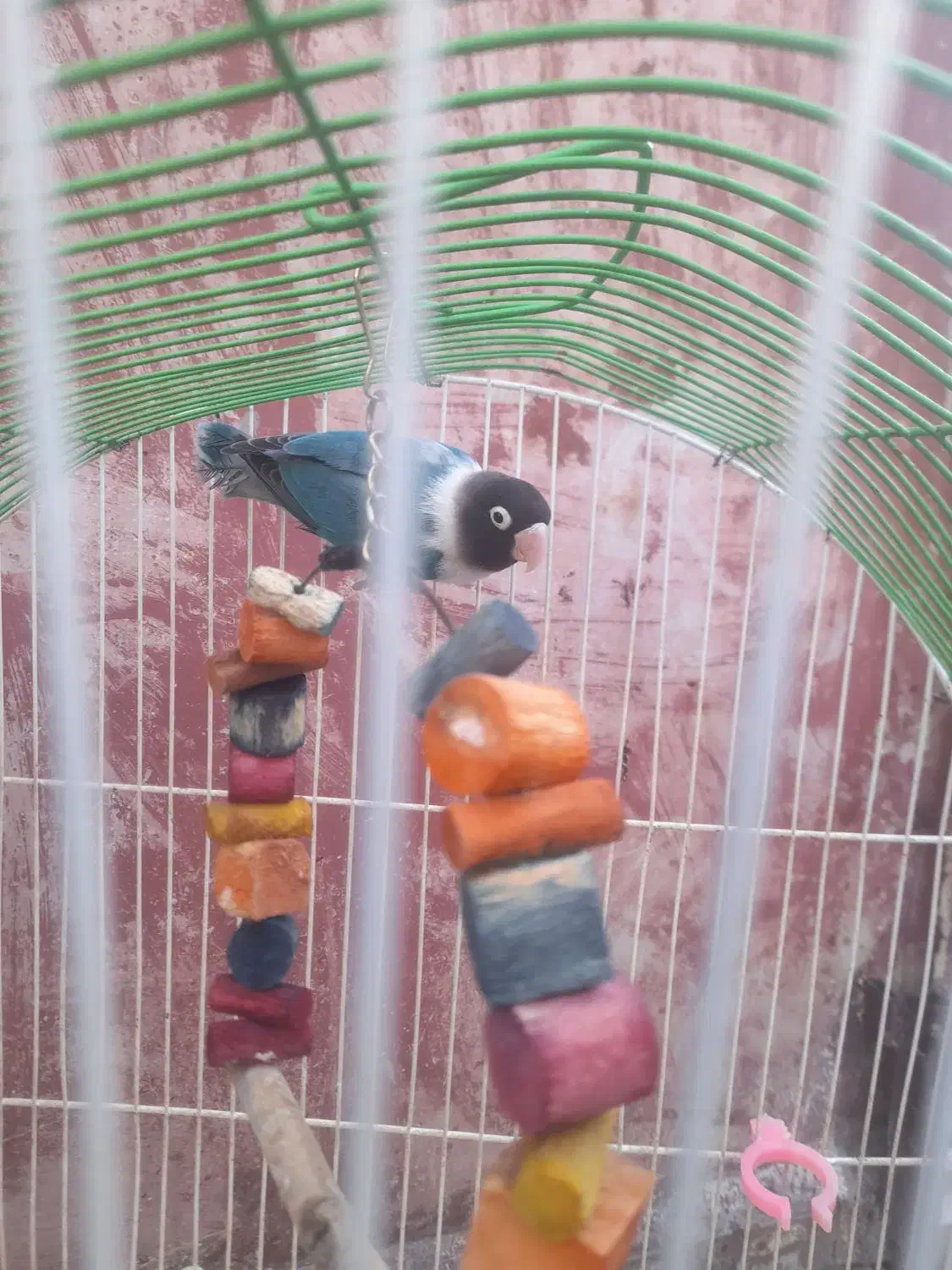 طوطی برزیلی|پرنده|اردبیل, |دیوار