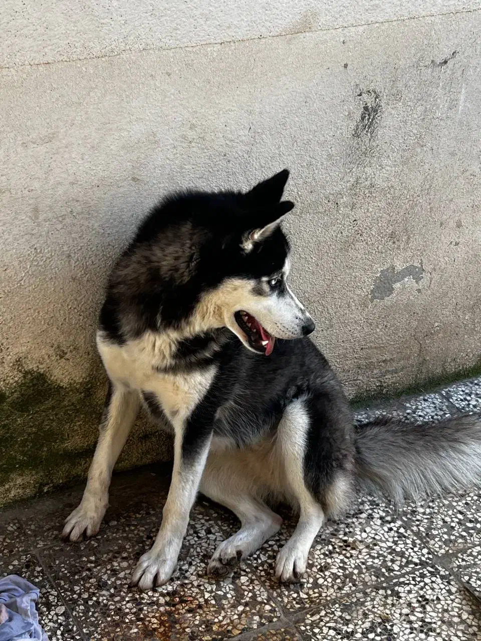 سگ هاسکی|سگ|آزادشهر, |دیوار