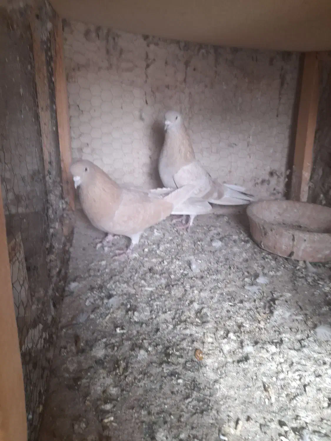 کفتر زردی|پرنده|شهریار, کهنز|دیوار