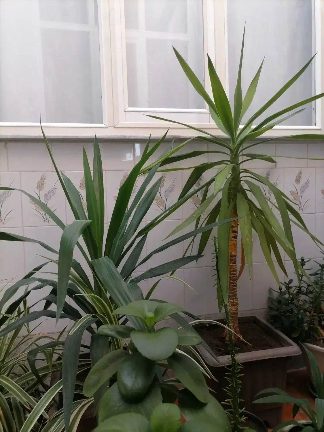 گل و گیاه|گل و گیاه طبیعی|سراجو, |دیوار