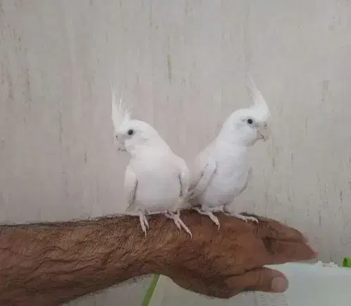 انواع عروس هلندی ، طوطی برزیلی ، قفس ، لانه ، دان|پرنده|دهگلان, |دیوار