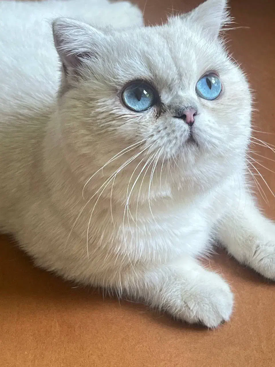 گربه|گربه|قروه, |دیوار