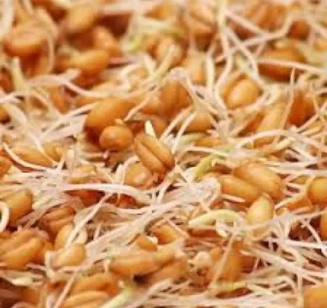 محصولات ارگانیک خانگی|خوردنی و آشامیدنی|سبزوار, جهاد کشاورزی|دیوار