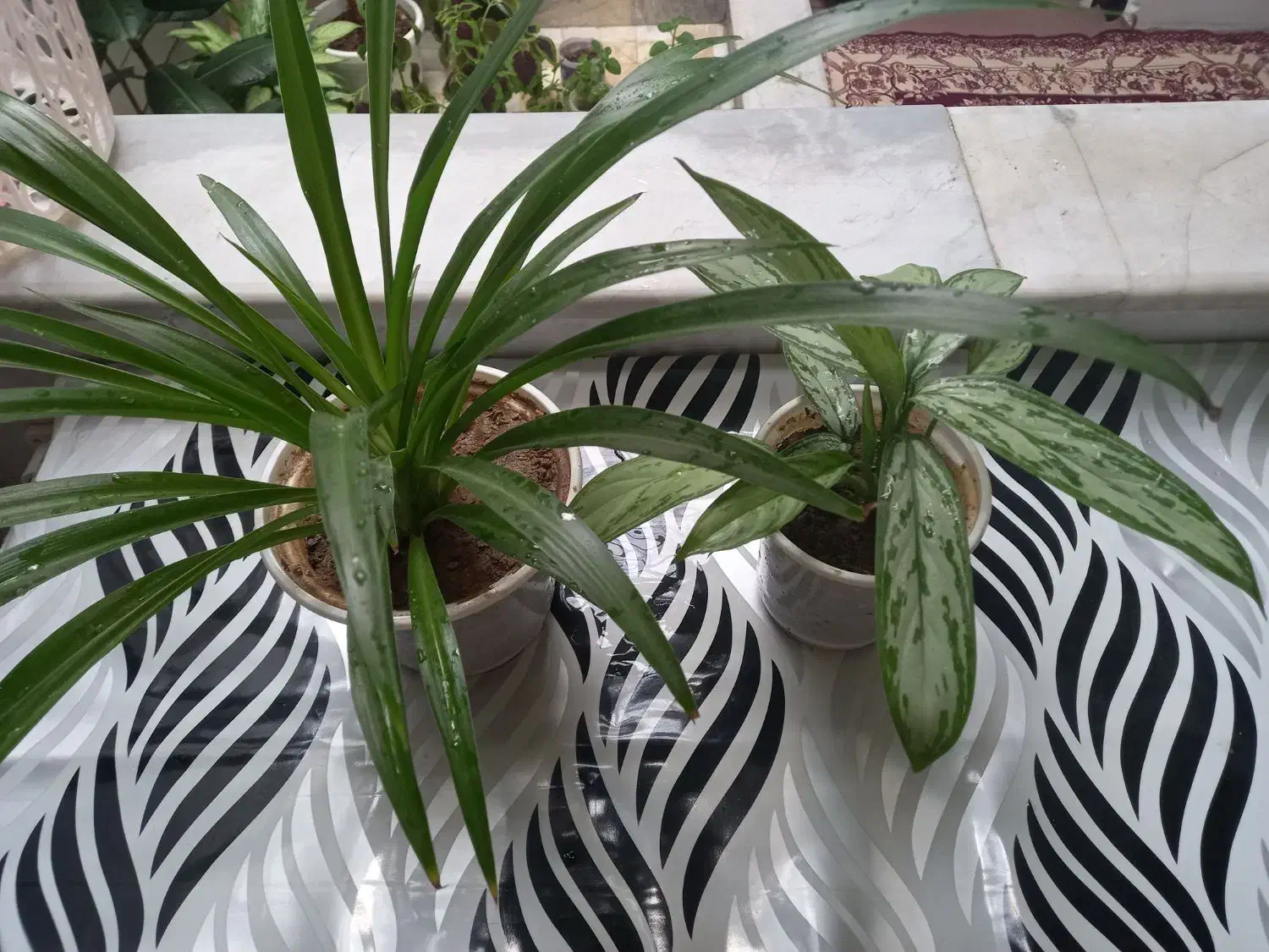 گلهای طبیعی|گل و گیاه طبیعی|سنندج, |دیوار