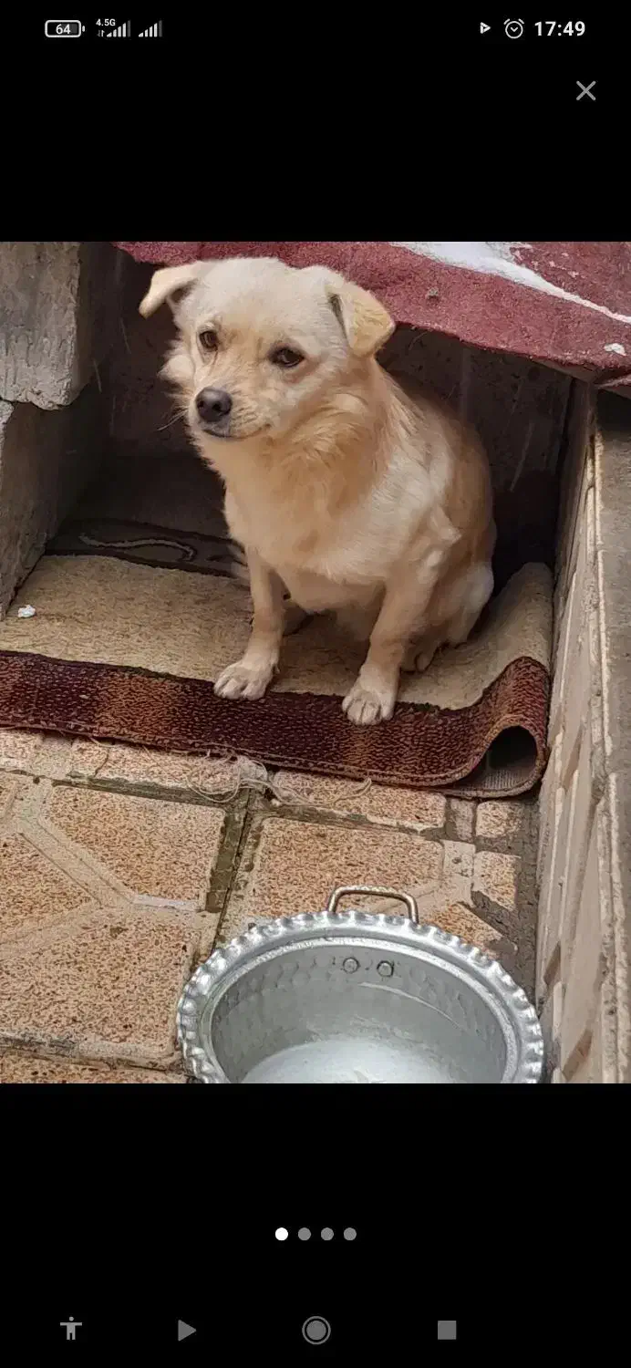 واگذار میشود|سگ|مشگین شهر, |دیوار