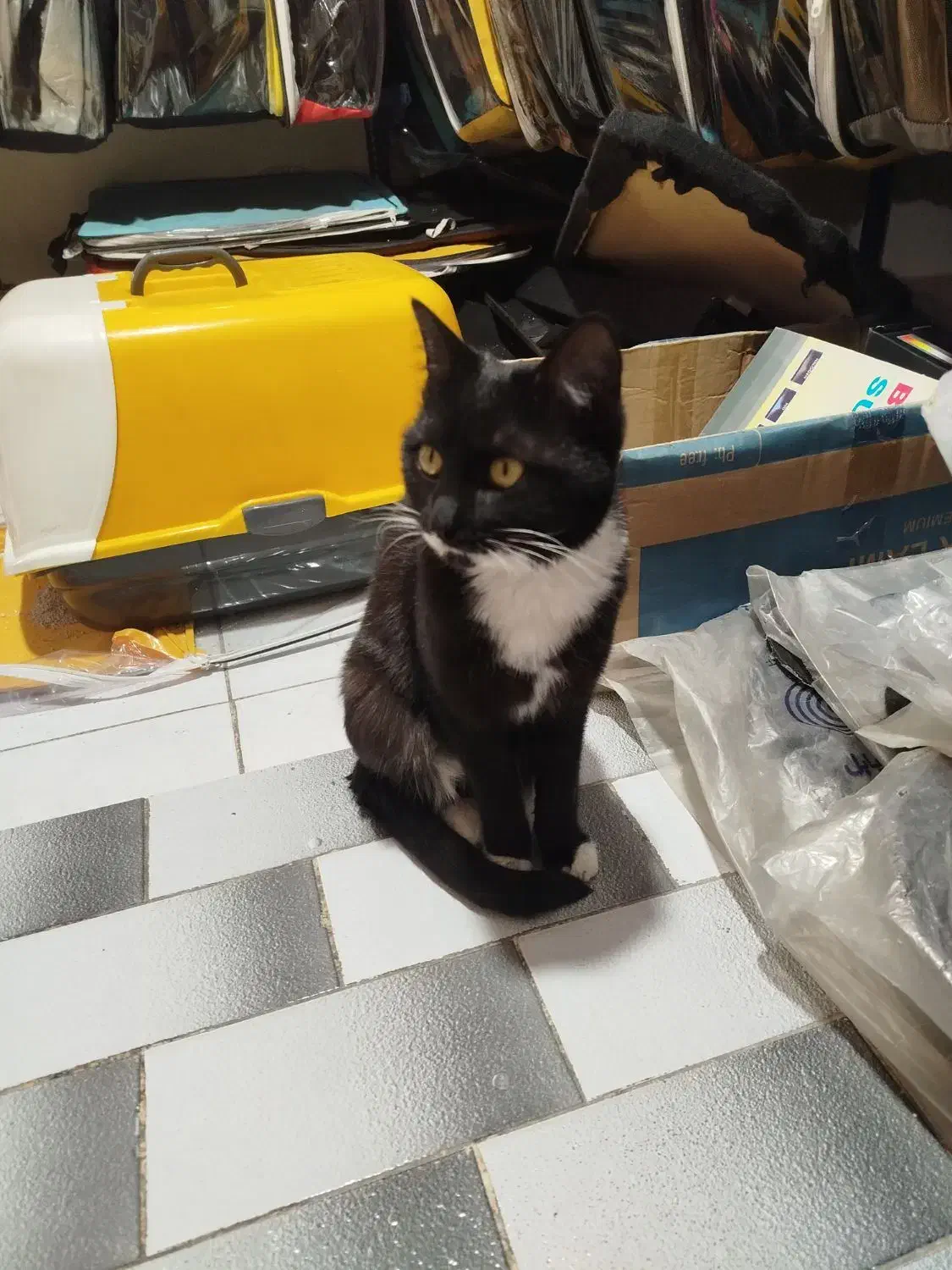 گربه  dsh|گربه|اصفهان, بهارستان (مخابرات)|دیوار