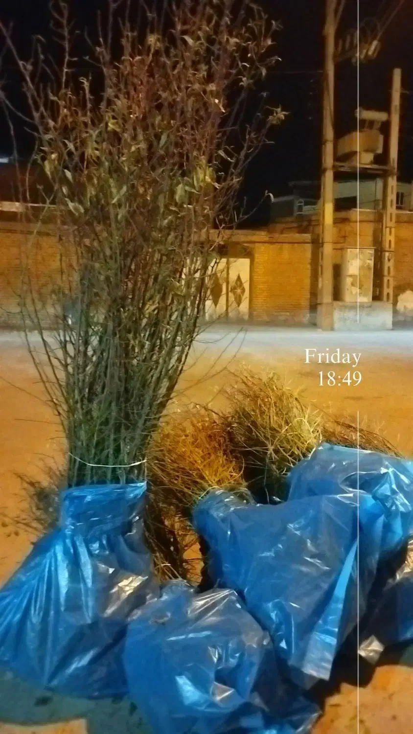 نهال تضمینی و با کیفیت|خدمات باغبانی و درختکاری|سنندج, |دیوار