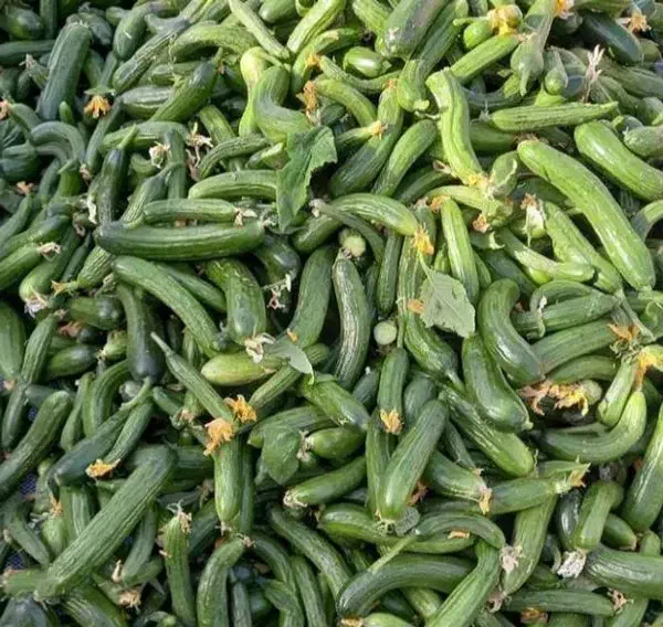 خیار حمیدیه|خوردنی و آشامیدنی|اهواز, فاز ۱ پادادشهر|دیوار