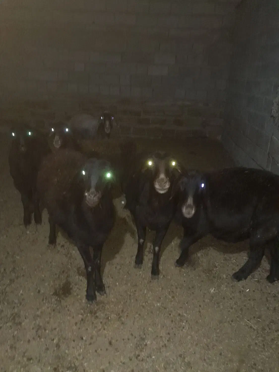 پنج عدد میش داشتی|حیوانات مزرعه|طاغنکوه, |دیوار