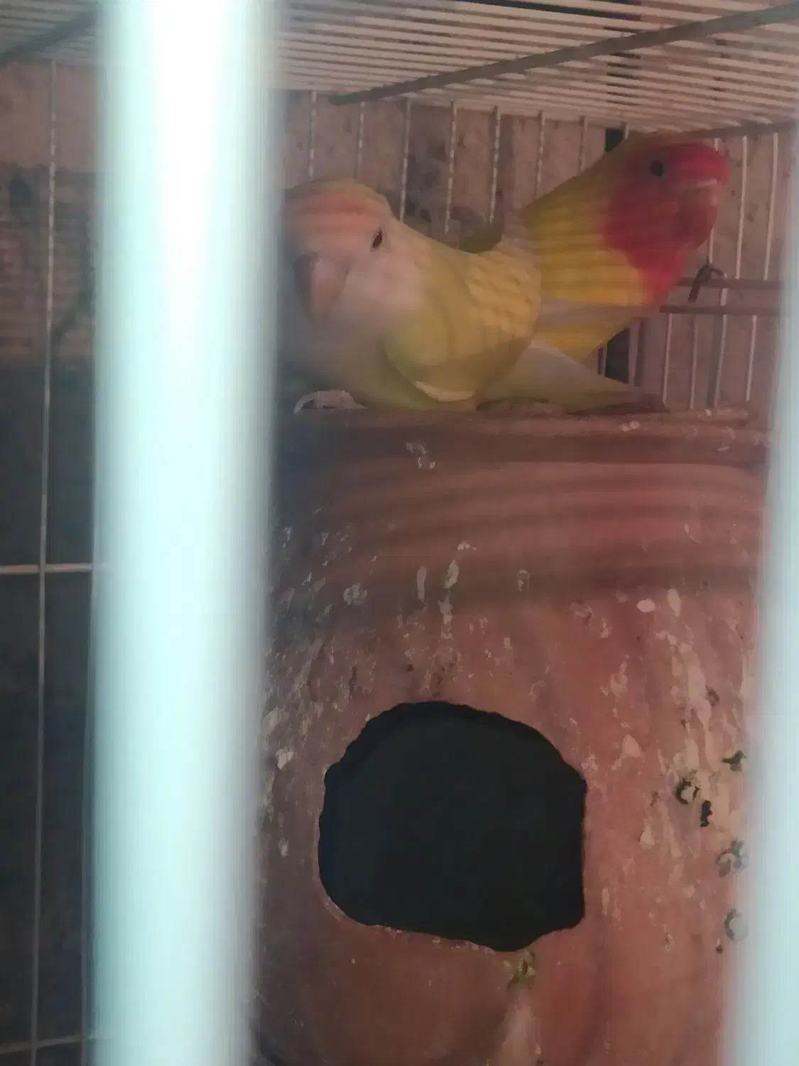 فنچ و کوتوله|پرنده|سراوان, |دیوار