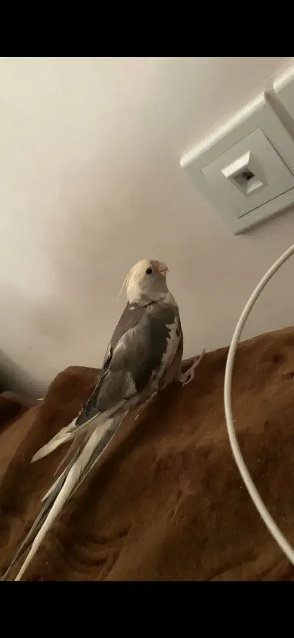 گمشده|حیوانات|نقده, |دیوار