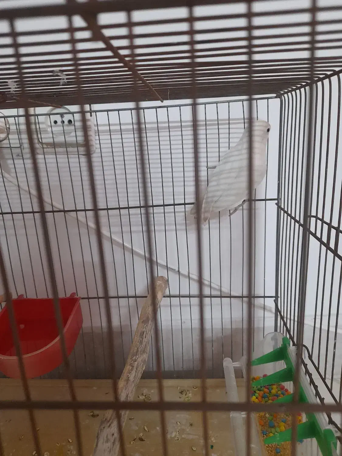 طوطی برزیلی|پرنده|فردیس, فردیس|دیوار