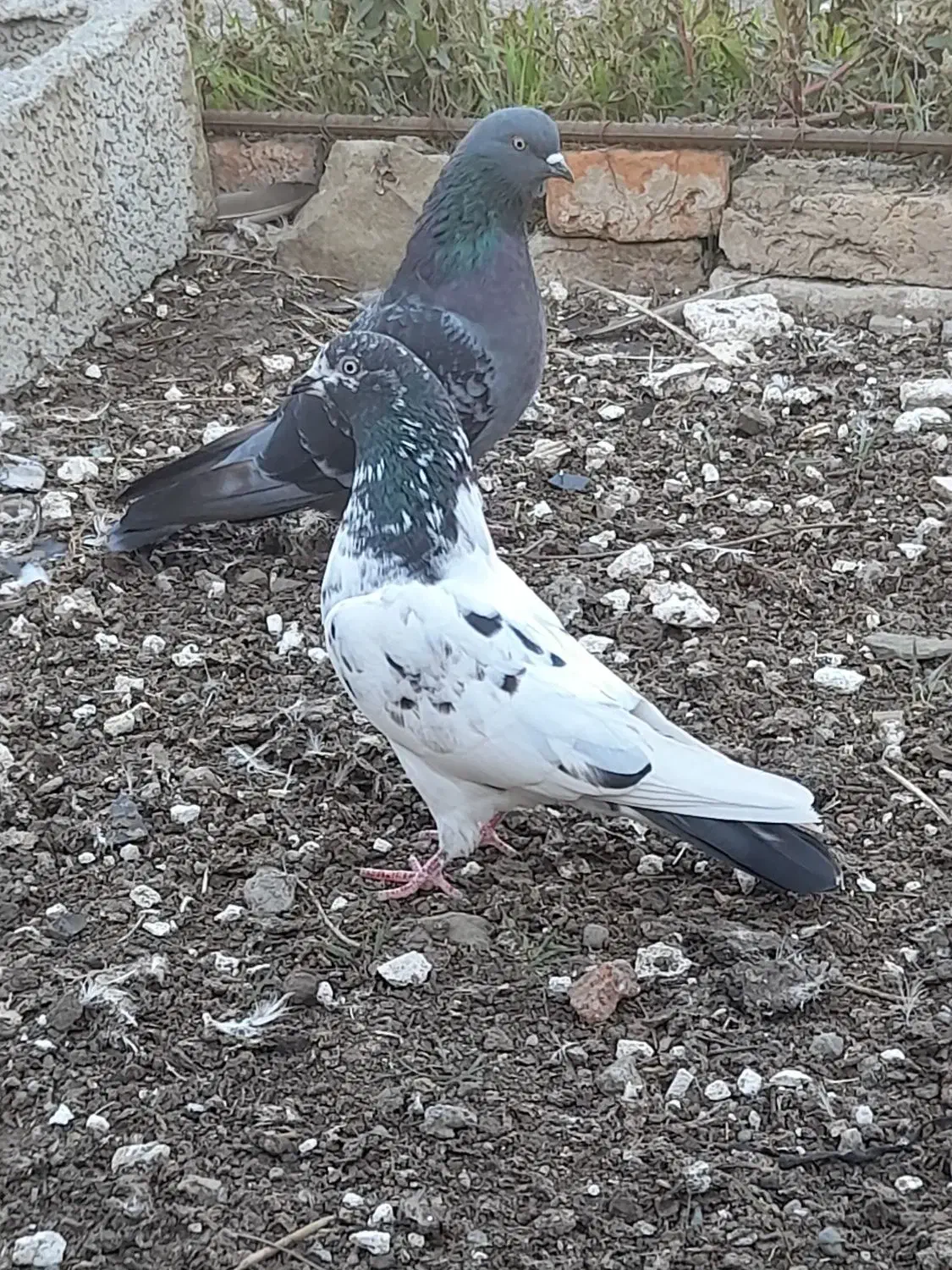 کبوتر پریشی|پرنده|بیله سوار, |دیوار