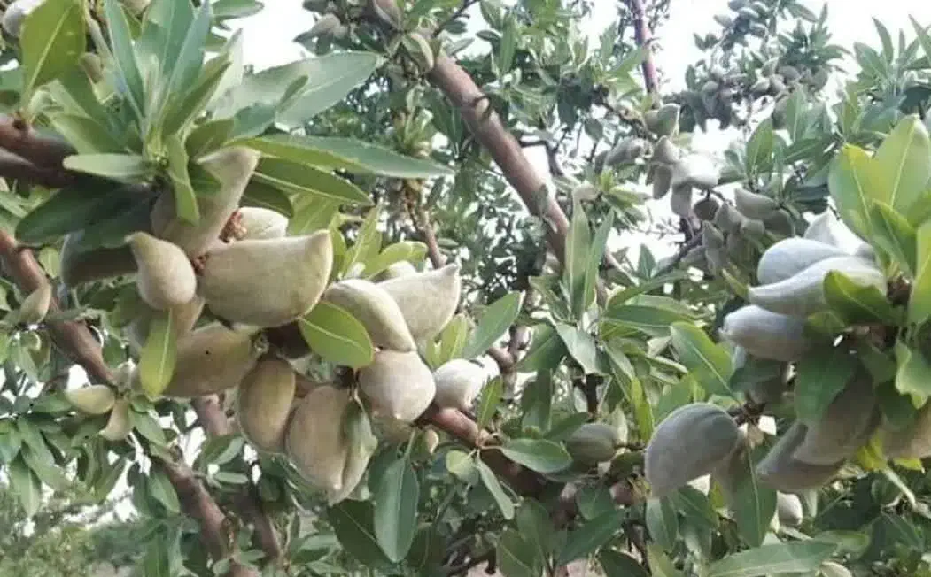 پیش فروش نهال بادام شمشیری|خدمات باغبانی و درختکاری|اژیه, |دیوار