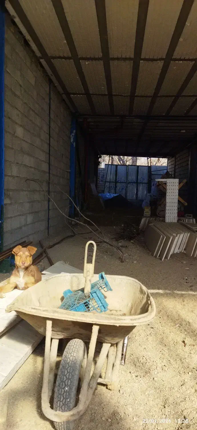 واگذاری توله سگ ۳ماهه|سگ|بروجرد, |دیوار