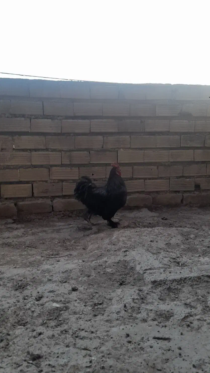 خروس تزئینی|پرنده|خمینی‌شهر, |دیوار