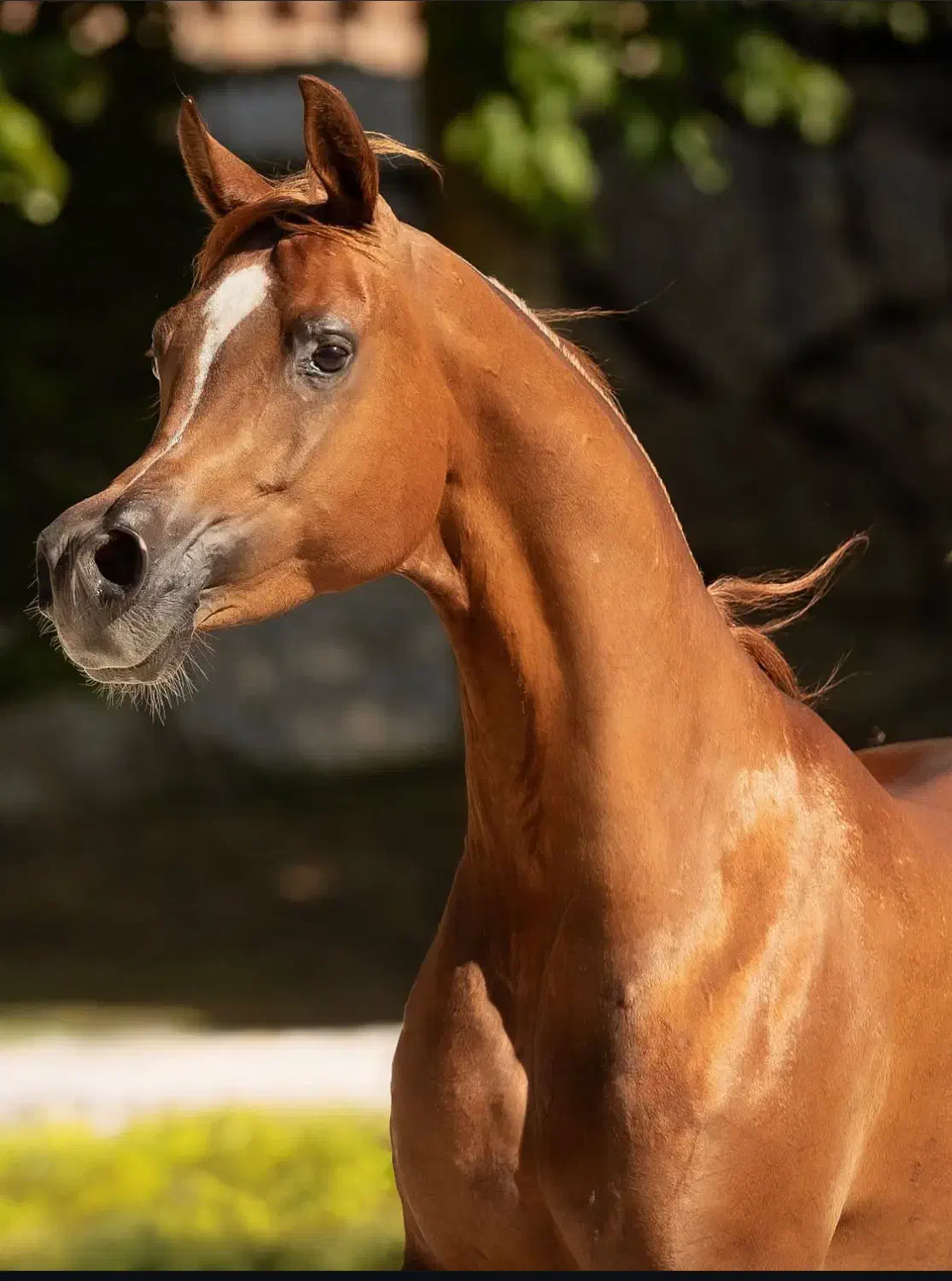 اسب عرب ۲سر نریان|اسب و تجهیزات اسبسواری|تبریز, |دیوار