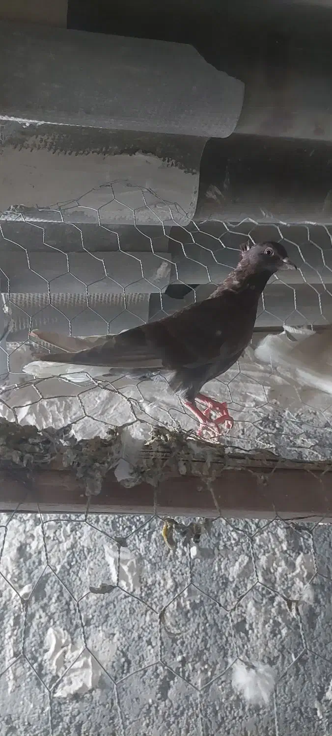 کبوتر رنگی|پرنده|کلاله, |دیوار