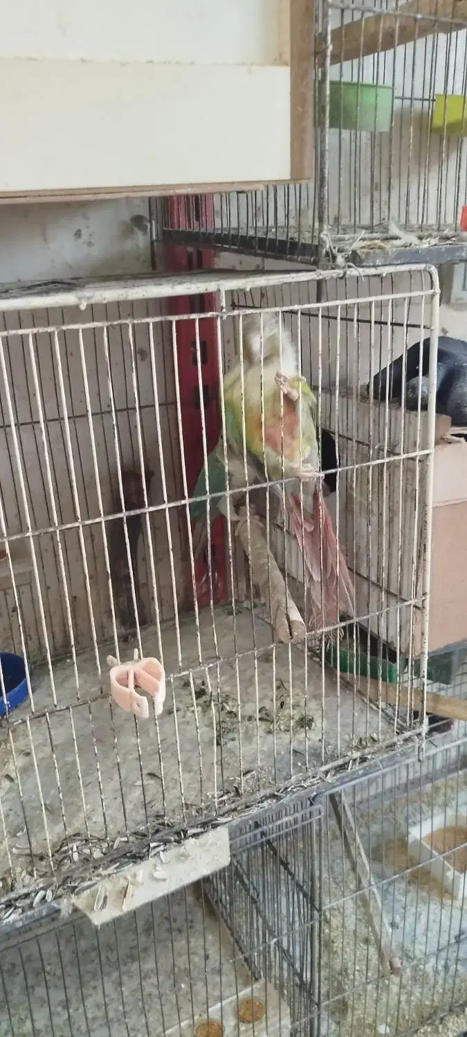 قناری|پرنده|خوی, |دیوار