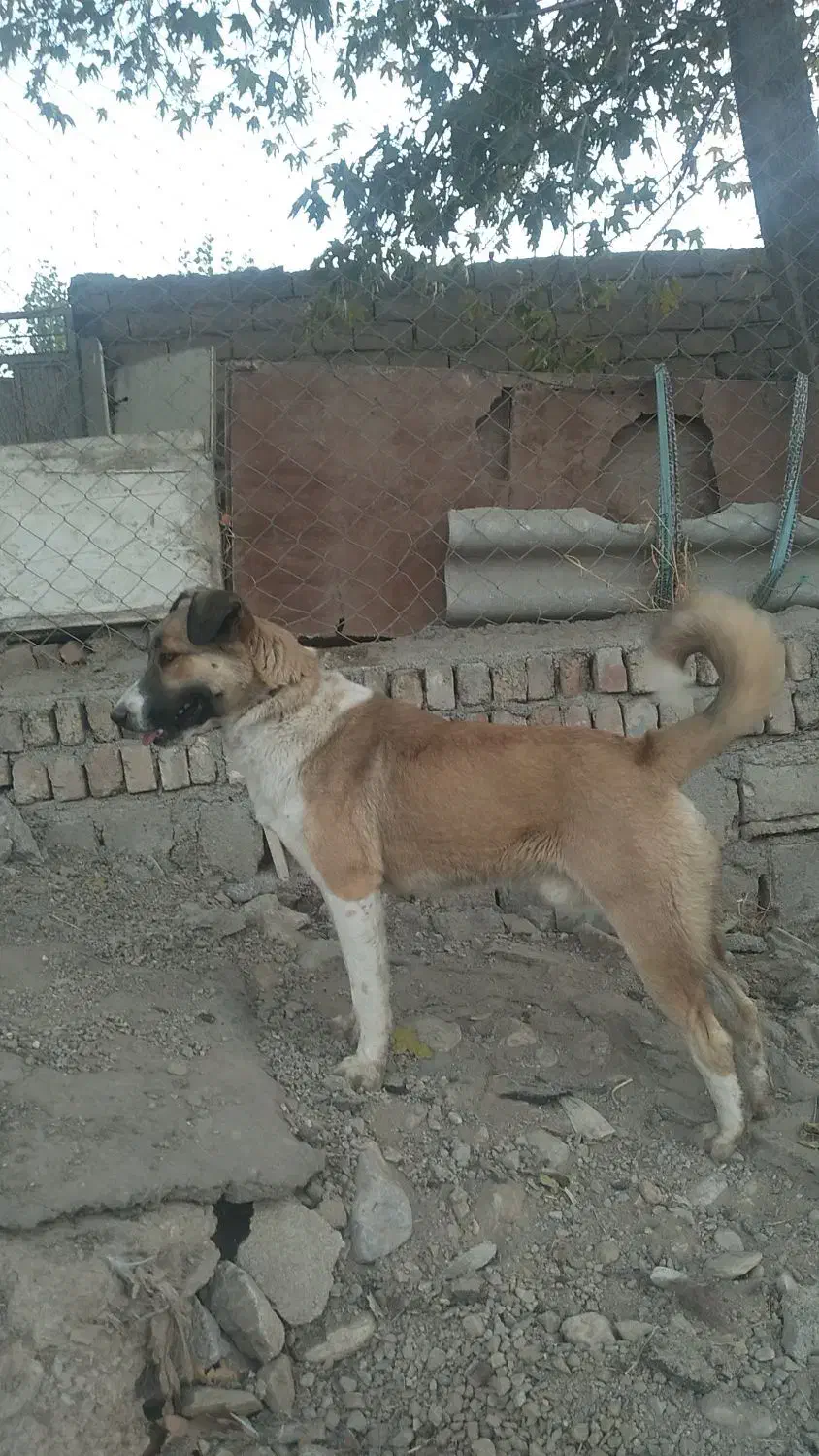 سگ گله ای فول انرژی|سگ|صحنه, |دیوار