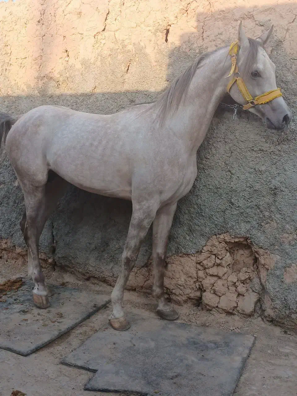 مادیون ونریون کره تاج|اسب و تجهیزات اسب‌سواری|یزد, |دیوار