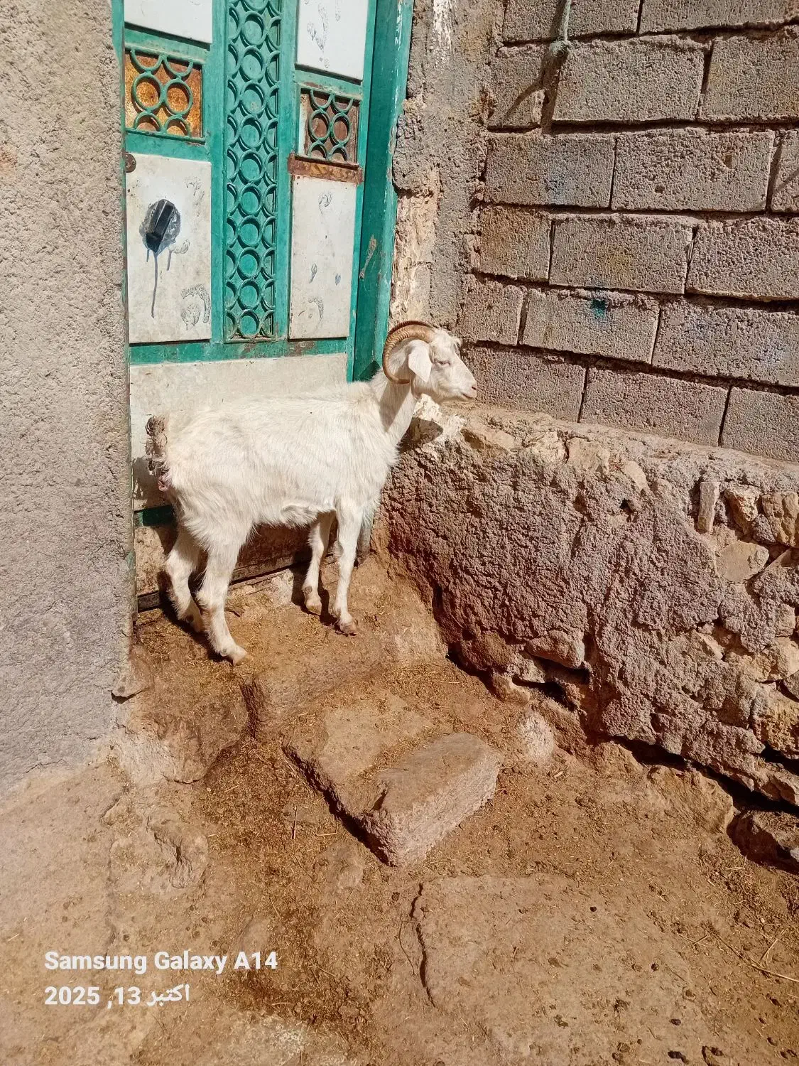 ۱عدد بز جوان سرحال برای قربانی وزن ۳۵کیلو|حیوانات مزرعه|اردبیل, |دیوار