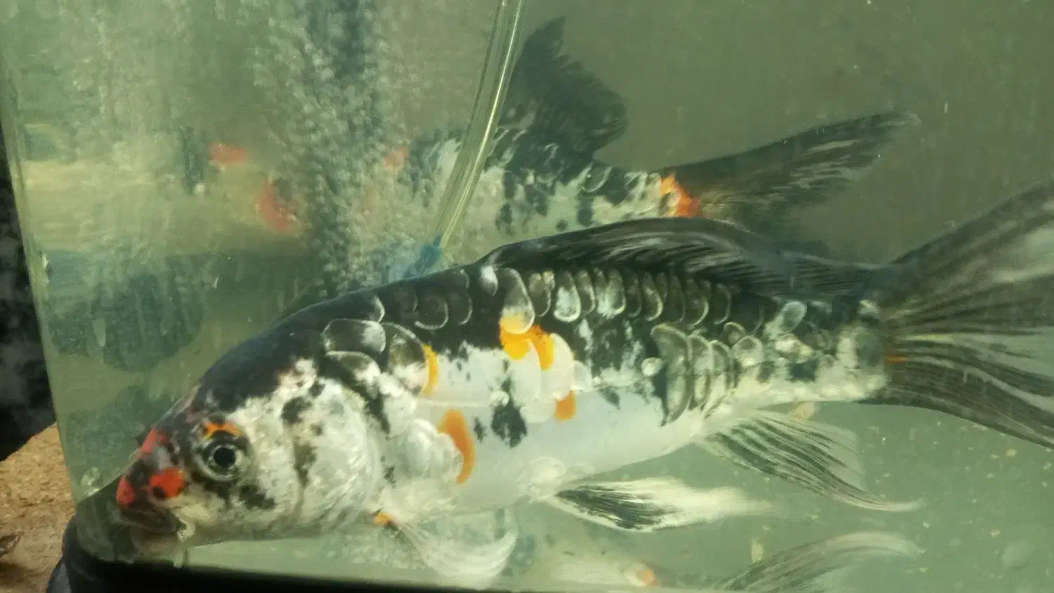 ماهی کوی ۱۰ الی ۱۵ سانت دو عدد|ماهی|کاشان, گارزگاه|دیوار