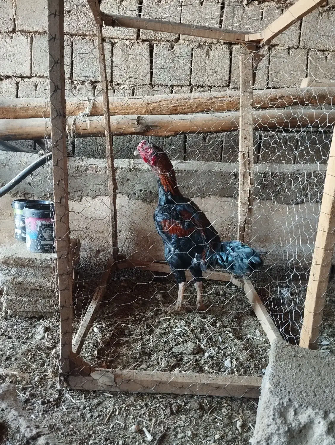 خروس|حیوانات مزرعه|شاهین دژ, |دیوار