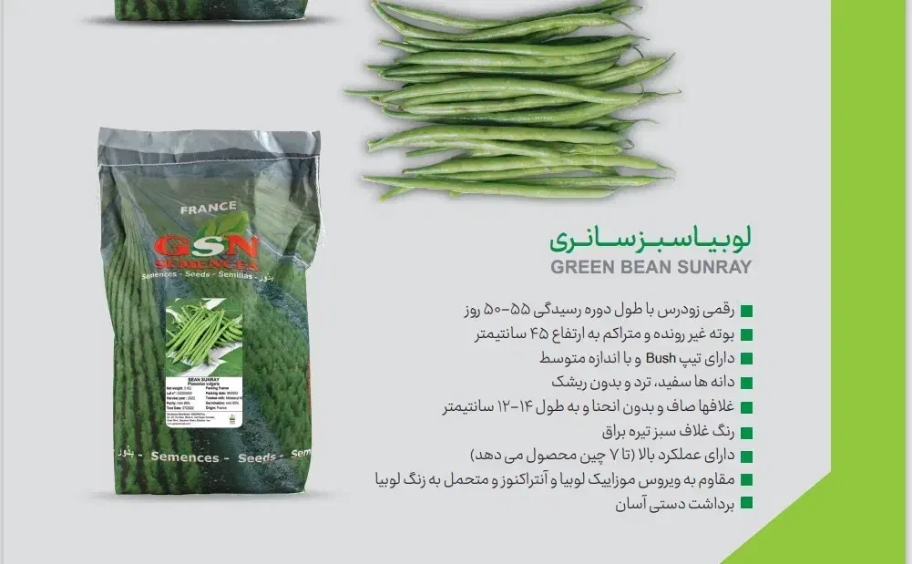 لوبیا سبز سانری gsn|عمدهفروشی|گرگان, |دیوار