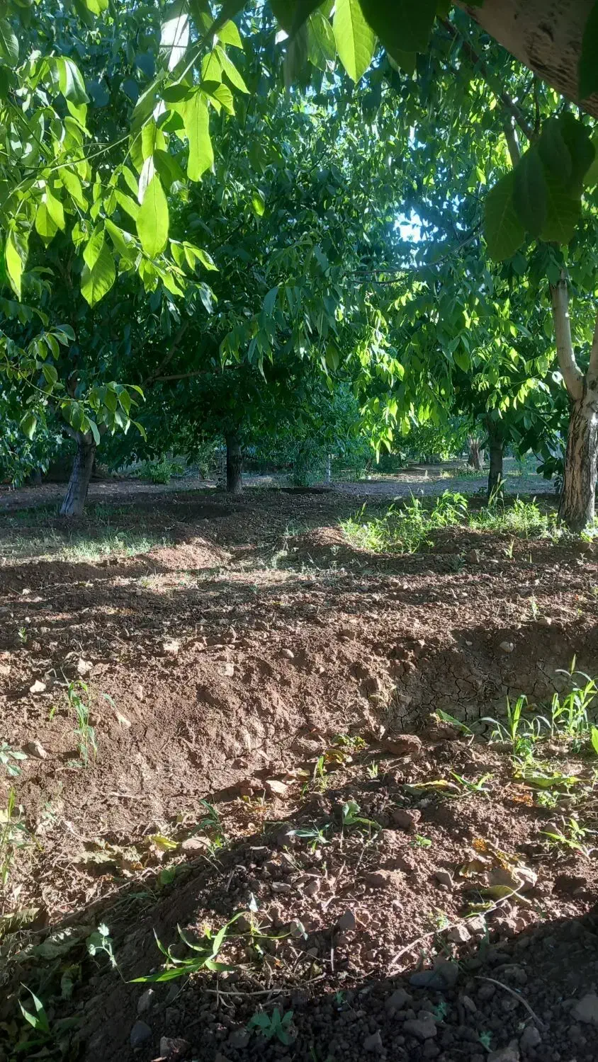 باغ گردو|فروش زمین و ملک کلنگی|شازند, |دیوار