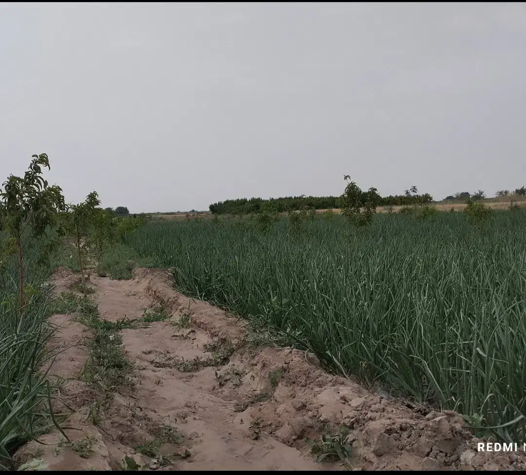 زمین ویلایی|فروش زمین و ملک کلنگی|صوفیان, |دیوار