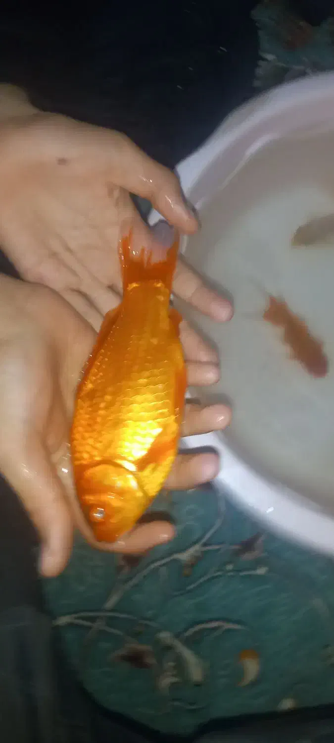 ماهی قرمز|ماهی|فولادشهر, B7|دیوار