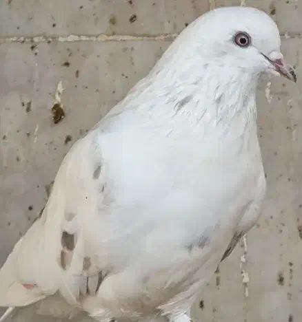 10 عدد کبوتر ماده|پرنده|اصفهان, گلستان|دیوار