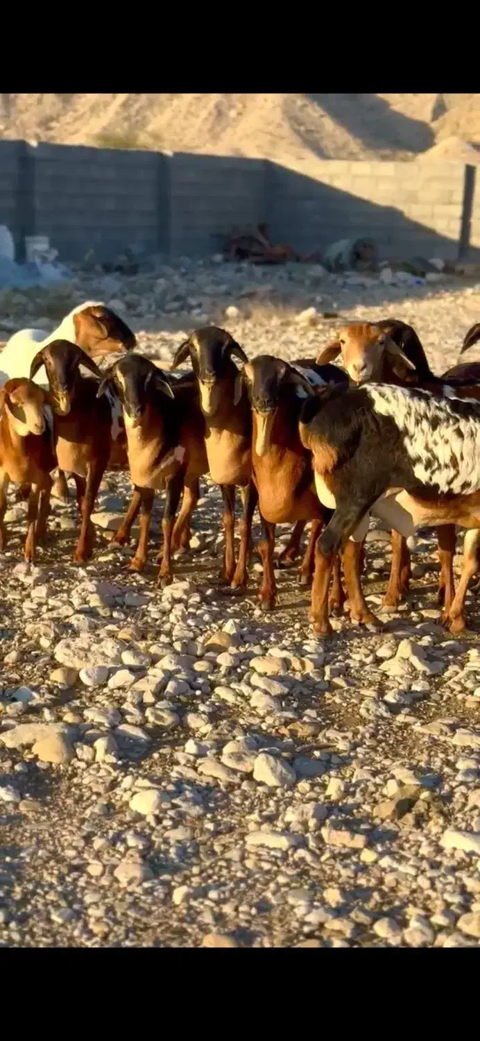 دام های|حیوانات مزرعه|شهر بابک, |دیوار