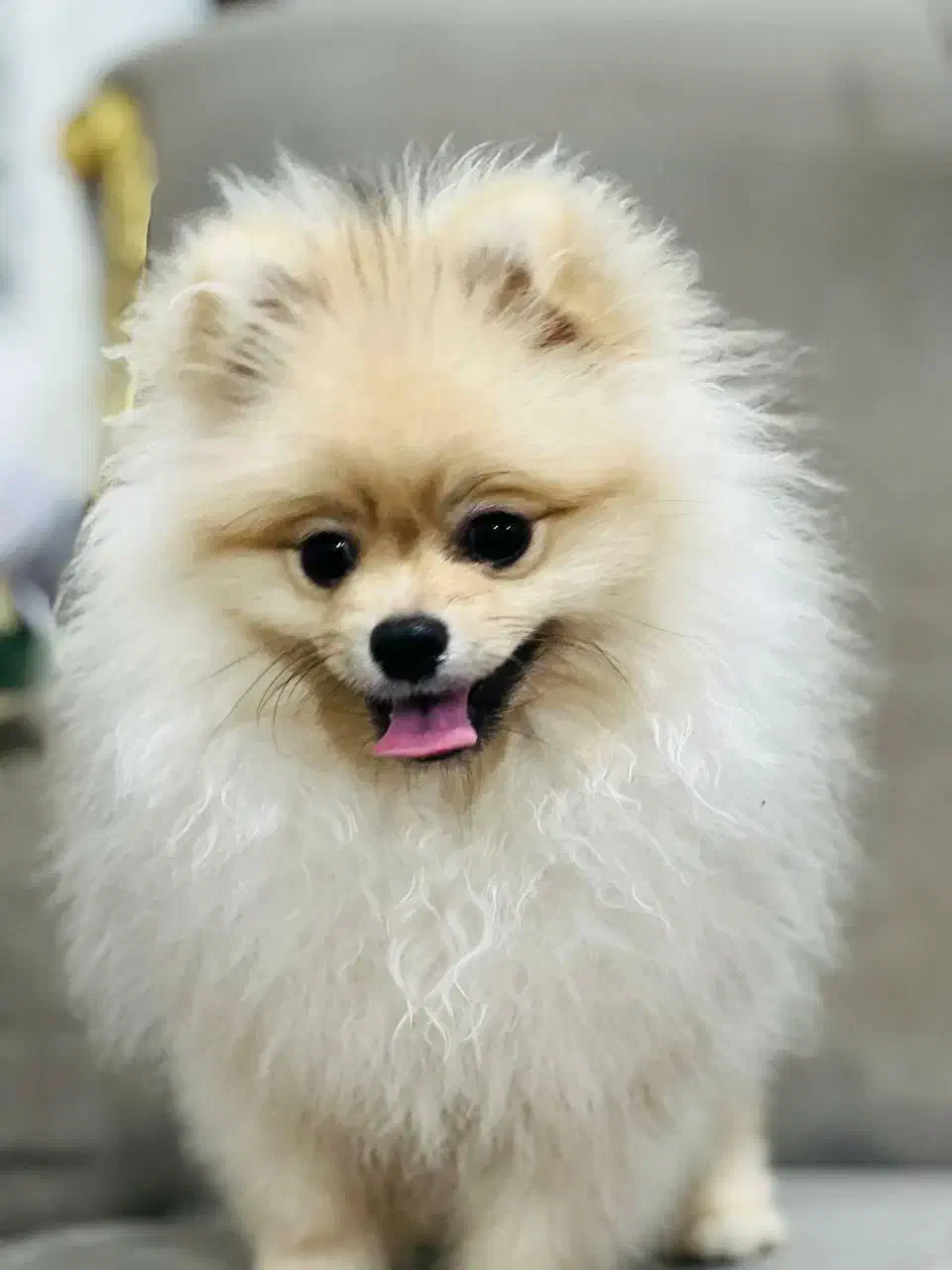 حیوان خانگی سگ پامر|سگ|نوشهر, |دیوار