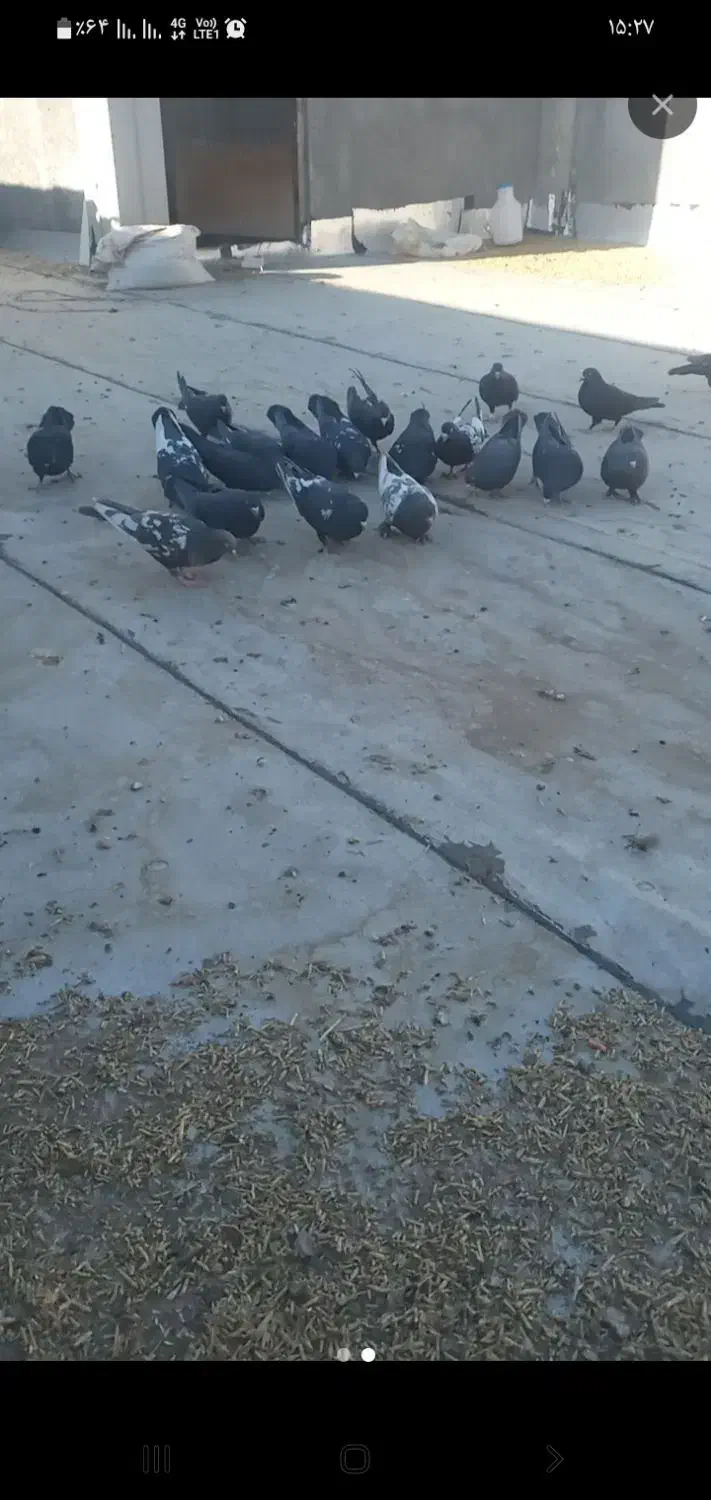 پرنده کفتر|پرنده|چادگان, |دیوار