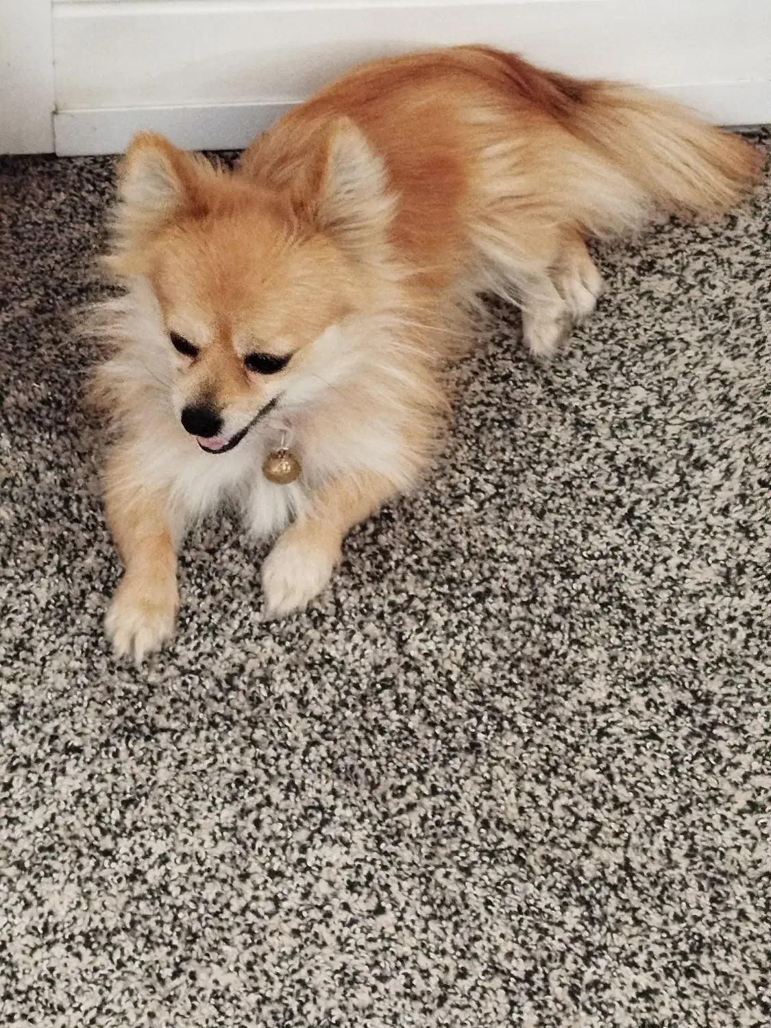 سگ پامر|سگ|دزفول, |دیوار