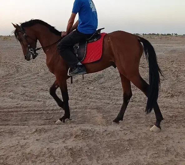 اسب|اسب و تجهیزات اسب‌سواری|گناباد, |دیوار