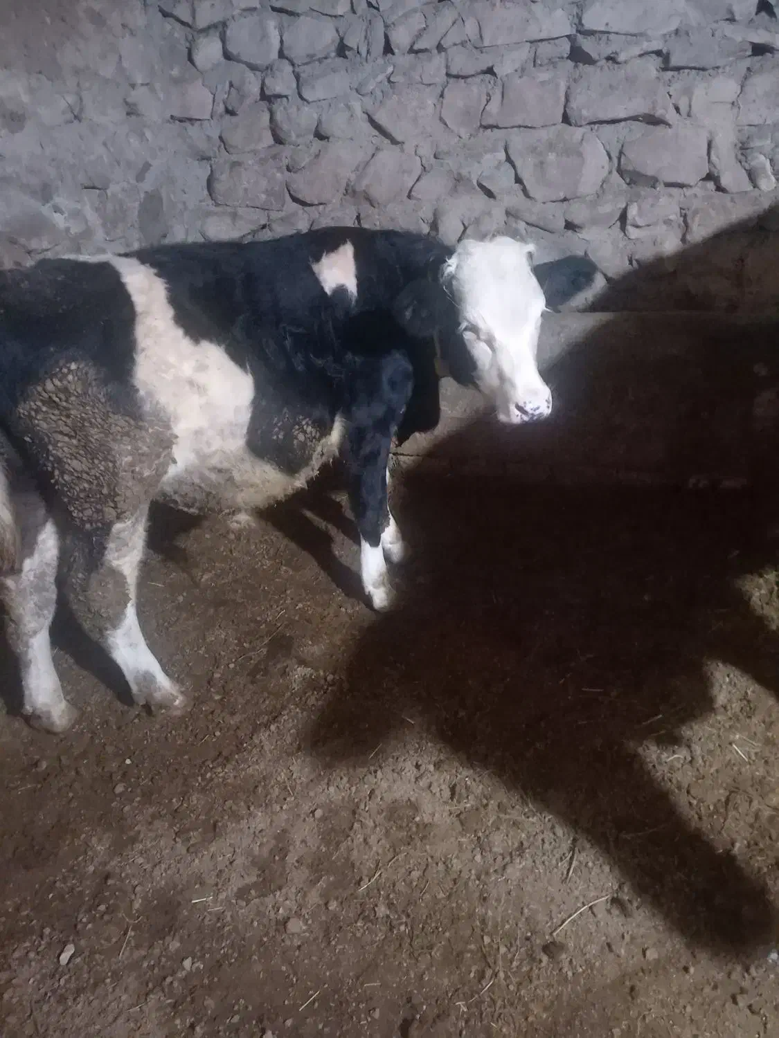 نر گوساله|حیوانات مزرعه|تبریز, |دیوار