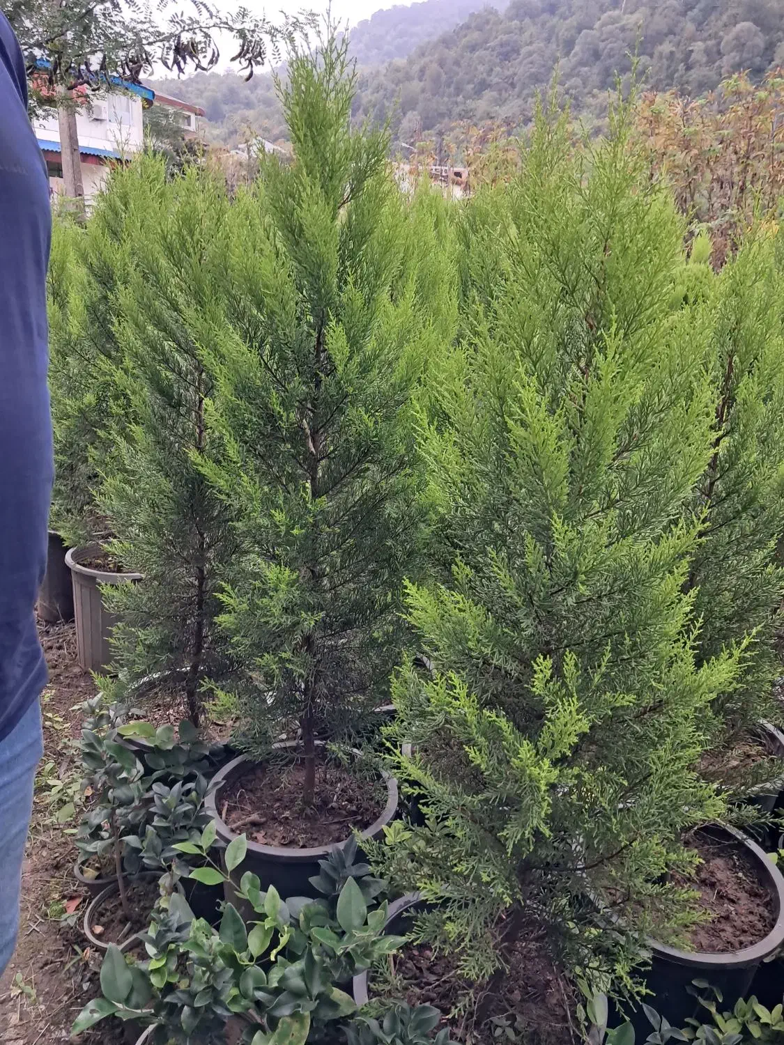 گلکاری باغبانی فضای سبز|خدمات باغبانی و درختکاری|واجارگاه, |دیوار