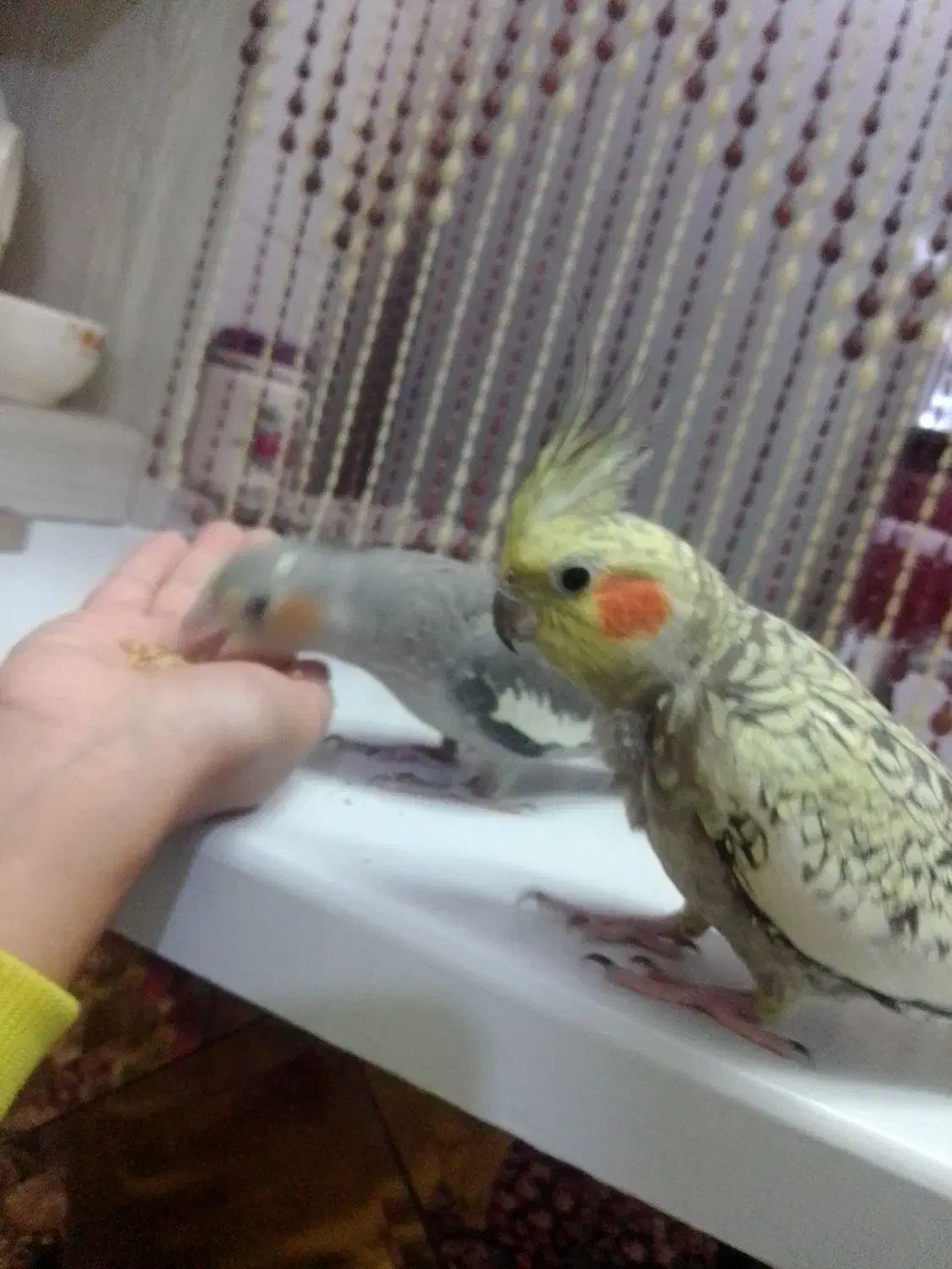 یک جفت عروس هلندی دستی|پرنده|طرقبه, |دیوار