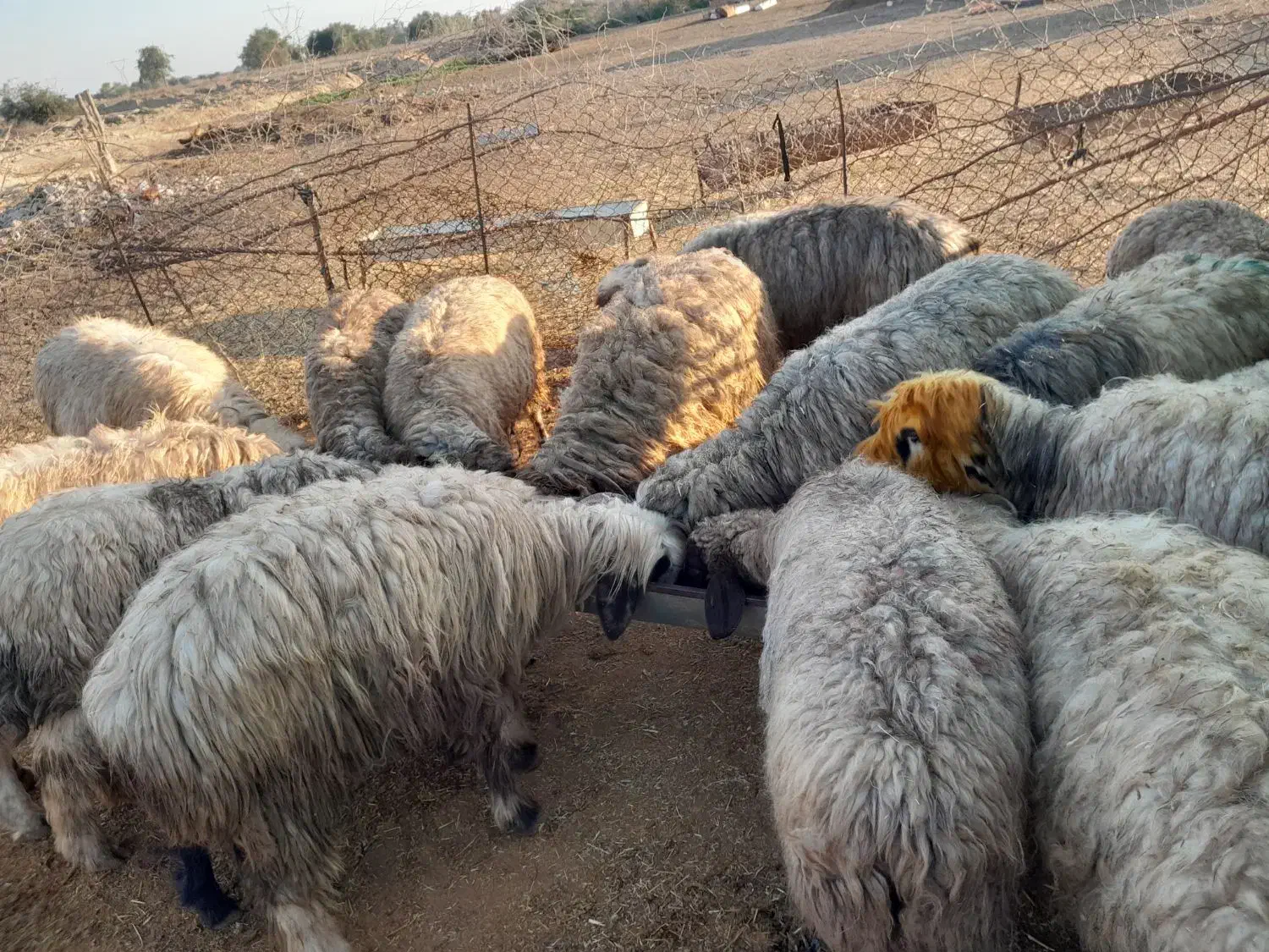 میش پرواری|حیوانات مزرعه|گتوند, |دیوار