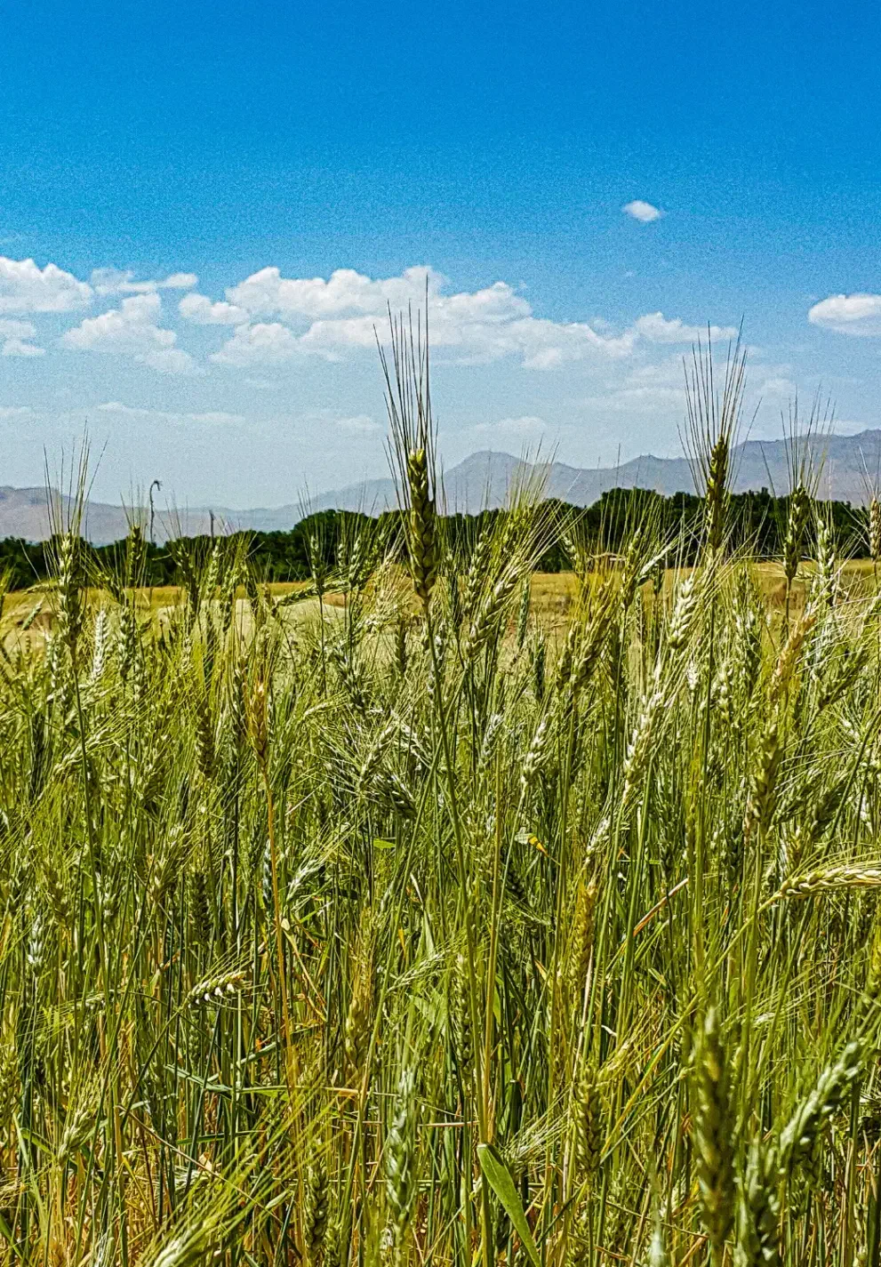 فروش زمین کشاورزی|فروش دفتر صنعتی، کشاورزی، تجاری|جونقان, |دیوار