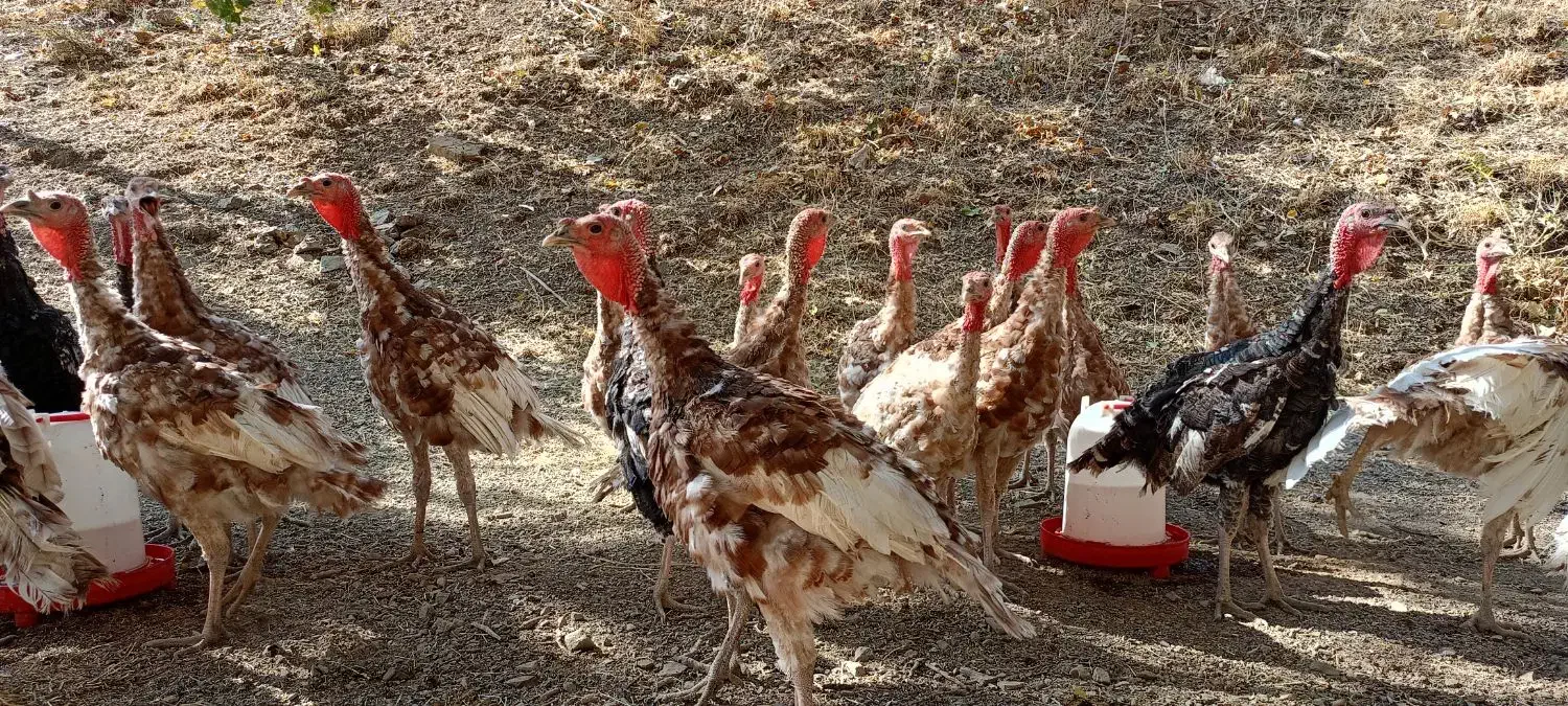 بوقلمون بوربون|حیوانات مزرعه|کلاترزان, |دیوار